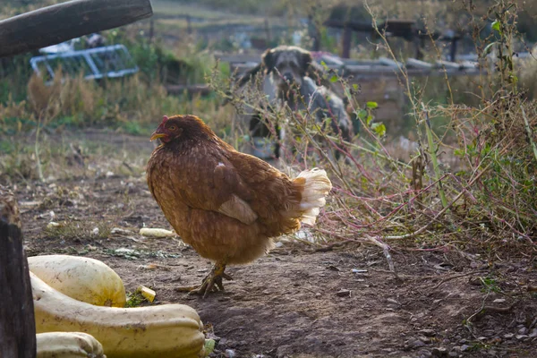 Rustikales rotes Huhn wird über Zucchini gesammelt. — Stockfoto