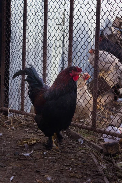 Сельский черный и красный петух со сливками несущих кур у забора — стоковое фото