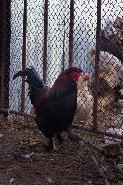 Rustic black and red rooster with cream laying hens at the fence — Stock Photo, Image