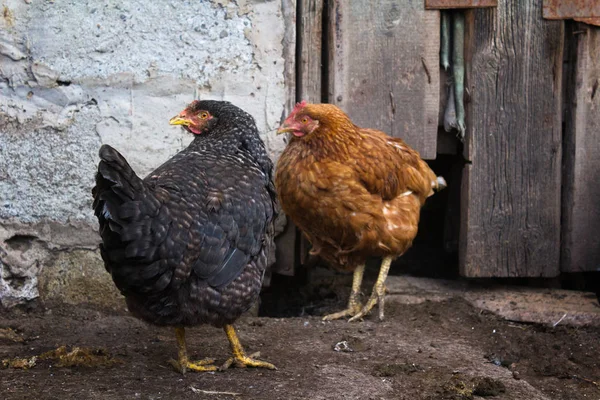 Rustieke rode en zwarte gevlekt kip. Pluimvee. Ornithologie — Stockfoto