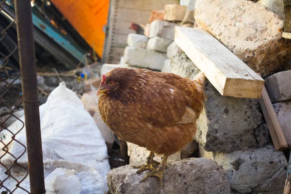 Village Red Hen Stands Fence Rocks Poultry — Stock Photo, Image