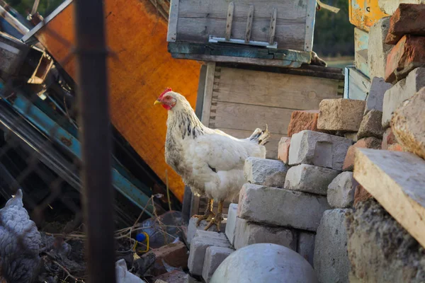 Cream mottled village chicken stands on the stones. Poultry. Orn — Stock Photo, Image