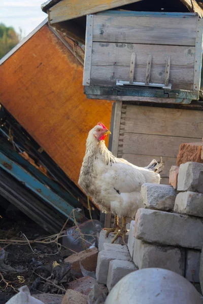 Sahnegesprenkeltes Huhn mit rotem Widerrist liegt auf den Felsen. Hocker — Stockfoto