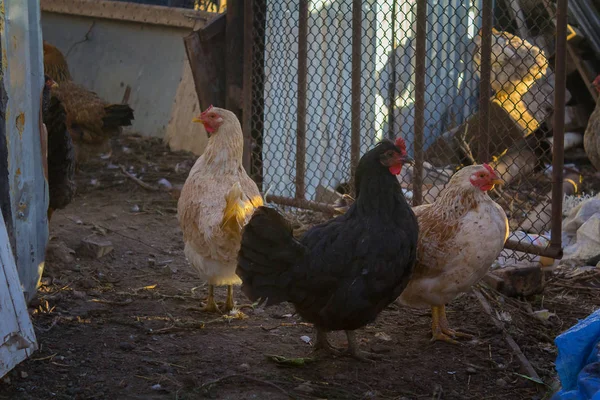 Zwarte duivin en twee romige bonte kippen. Pluimvee. Ornithologie — Stockfoto