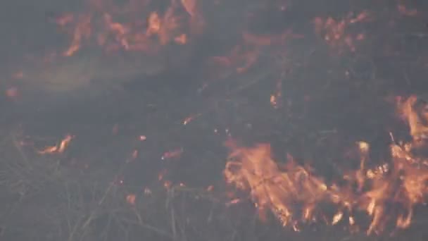 Burning Suchej Trawy Spalonej Ziemi Wiatr — Wideo stockowe