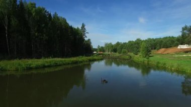 Manzara nehir orman kenarında. / Kuş bakışı nehir, nehir üzerinde köprü. Siyah kuğular nehirde yüzen.
