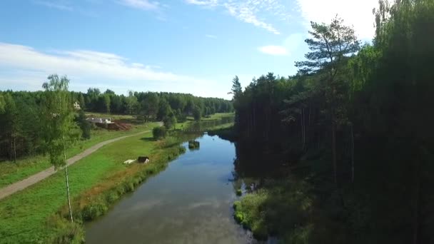 Paesaggio Del Fiume Vicino Alla Foresta Vista Volo Uccello Sul — Video Stock