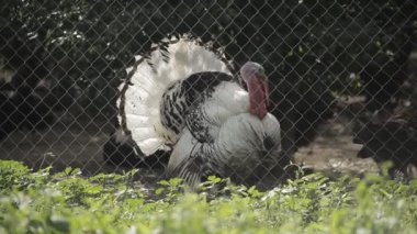 Hindi ve tavuk içinde belgili tanımlık kafes. Güneşli açık havada.