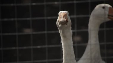 Kazlar sokakta bir kafeste. Temizleyin, Sunny hava.