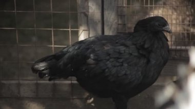 Siyah tavuk tüyleri ayrılmadın. Tavuk bir yeri vardır. Temizleyin, Sunny hava.