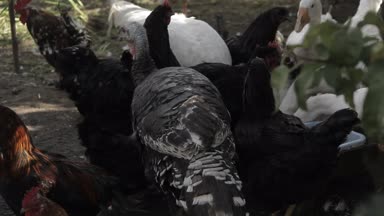 Tavuk ve hindi tahıl peck. Çiftlikte kuşlar.