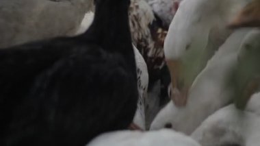 Tavuk, kaz ve tahıl gagalamayı hindi. Çiftlikte kuşlar.