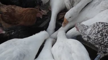 Tavuk, kaz ve tahıl gagalamayı hindi. Çiftlikte kuşlar.