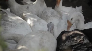 Tavuk, kaz ve tahıl gagalamayı hindi. Çiftlikte kuşlar.