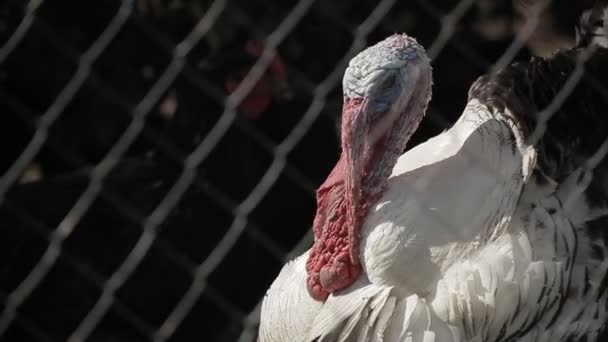 Turkije Achter Het Net Zonnige Helder Weer — Stockvideo