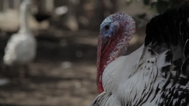 Ganzen Kippen Kalkoenen Wandeling Kooi Wind Zwaait Takken Wissen Sunny — Stockvideo