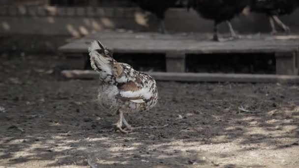 Oies, poulets, dindes marchent dans la cage. Le vent balaie les branches des arbres. Météo dégagée et ensoleillée .