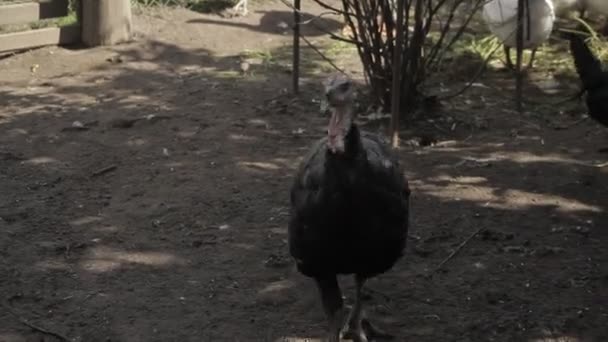 Turkije Kooi Turkije Wandelingen Het Erf Van Boerderij — Stockvideo