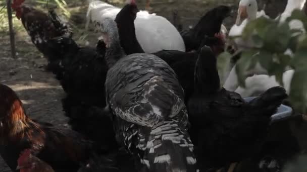 Kippen Kalkoenen Pikken Graan Vogels Boerderij — Stockvideo