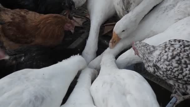 Kip Ganzen Kalkoenen Pikken Het Graan Vogels Boerderij — Stockvideo