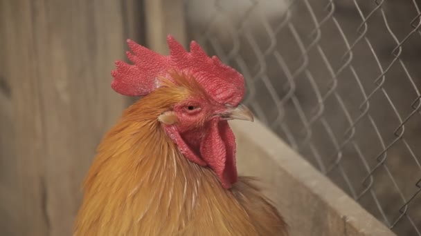 Haan Draait Zijn Hoofd Haan Buurt Van Vogel Kooi — Stockvideo