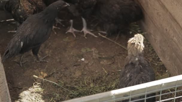Des poules noires derrière la clôture. Oiseaux à la ferme .