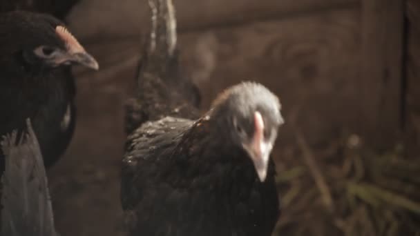 Des poules noires derrière la clôture. Oiseaux à la ferme .