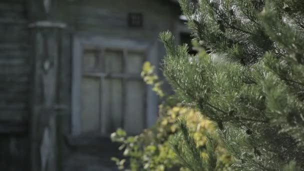 Старий Дерев Яний Будинок Сільській Місцевості Ялина Перед Будинком — стокове відео