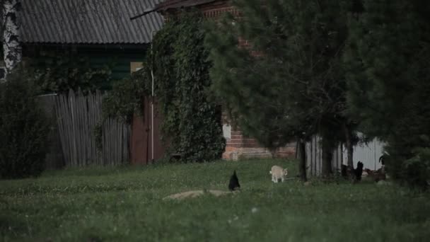 Kucing Berjalan Samping Ayam Angin Bergoyang Cabang Cabang Pohon — Stok Video