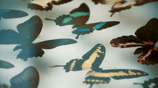 Collection entomologique, papillons sous verre — Video