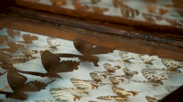 Entomological collection, butterflies under glass — Stock Video