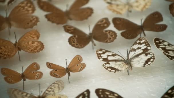 Entomologische Sammlung, Schmetterlinge unter Glas — Stockvideo