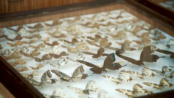 Colección entomológica, mariposas bajo cristal — Vídeos de Stock