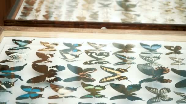 Entomologiska samling, fjärilar under glas — Stockvideo