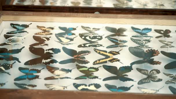 Entomological collection, butterflies under glass — Stock Video