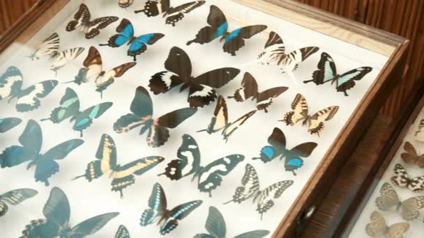 Entomologische verzameling, vlinders onder glas — Stockvideo