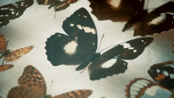 Entomologische verzameling, vlinders onder glas — Stockvideo