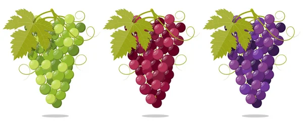 Zestaw Winogrona Roze Biały Czarny Winorośl Ilustracja Wektor Ikona — Wektor stockowy
