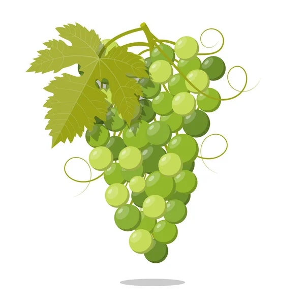 Druiven Witte Wijnstok Fruit Illustratie Pictogram Vector — Stockvector