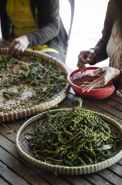 Landarbeiders sorteren verse peper peper in kampot, Cambodja — Stockfoto