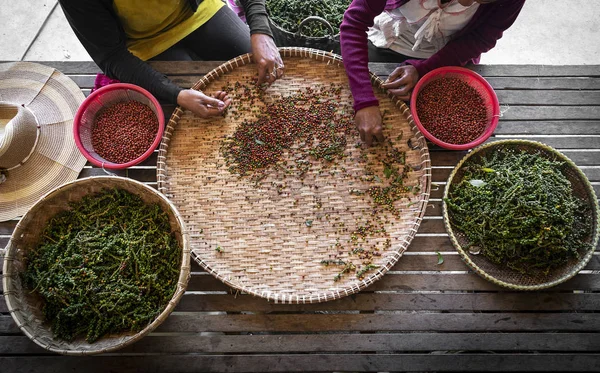 Lantarbetare sortering färsk peppar pepparkorn i kampot Kambodja — Stockfoto