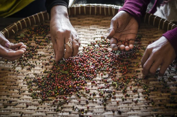 Taze biber peppercorns kampot Kamboçya'da sıralama tarım işçileri