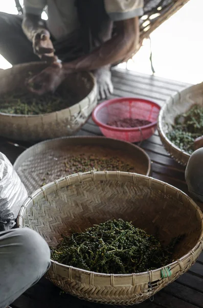 Trabajadores agrícolas clasificando granos de pimienta fresca en kampot cambodia — Foto de Stock