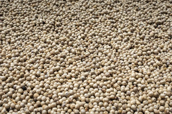 Asiático blanco peppercorns secado en el sol — Foto de Stock