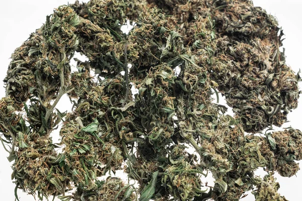 Thai Medical Marijuana Cannabis Buds Closeup White Studio Background Bangkok — 스톡 사진