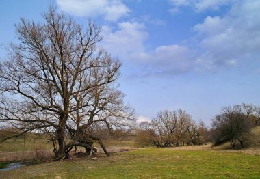 Nehir ve ağaçlarla kaplı bahar manzarası