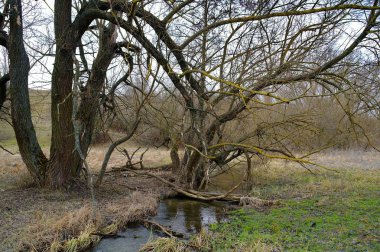 Nehir ve ağaçlarla kaplı bahar manzarası