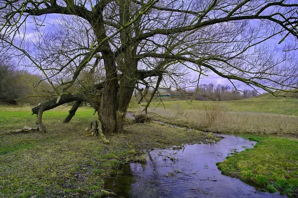 Jarní Krajina Řekou Stromy — Stock fotografie