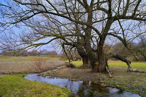 Frühlingslandschaft Mit Fluss Und Bäumen — Stockfoto