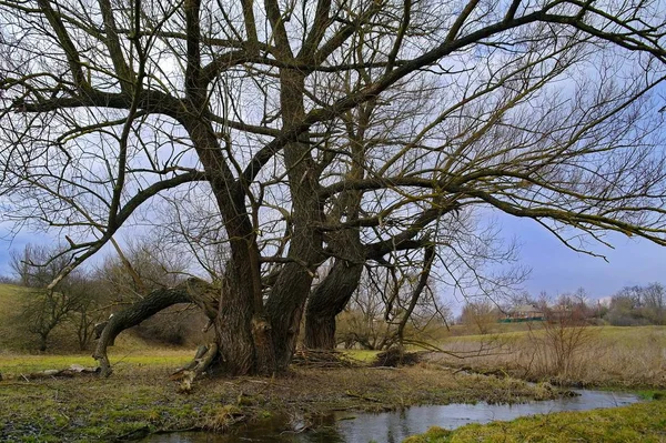 Jarní Krajina Řekou Stromy — Stock fotografie